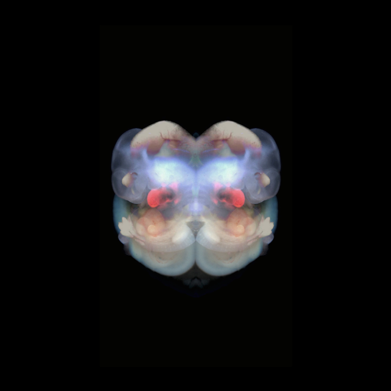 embryo4